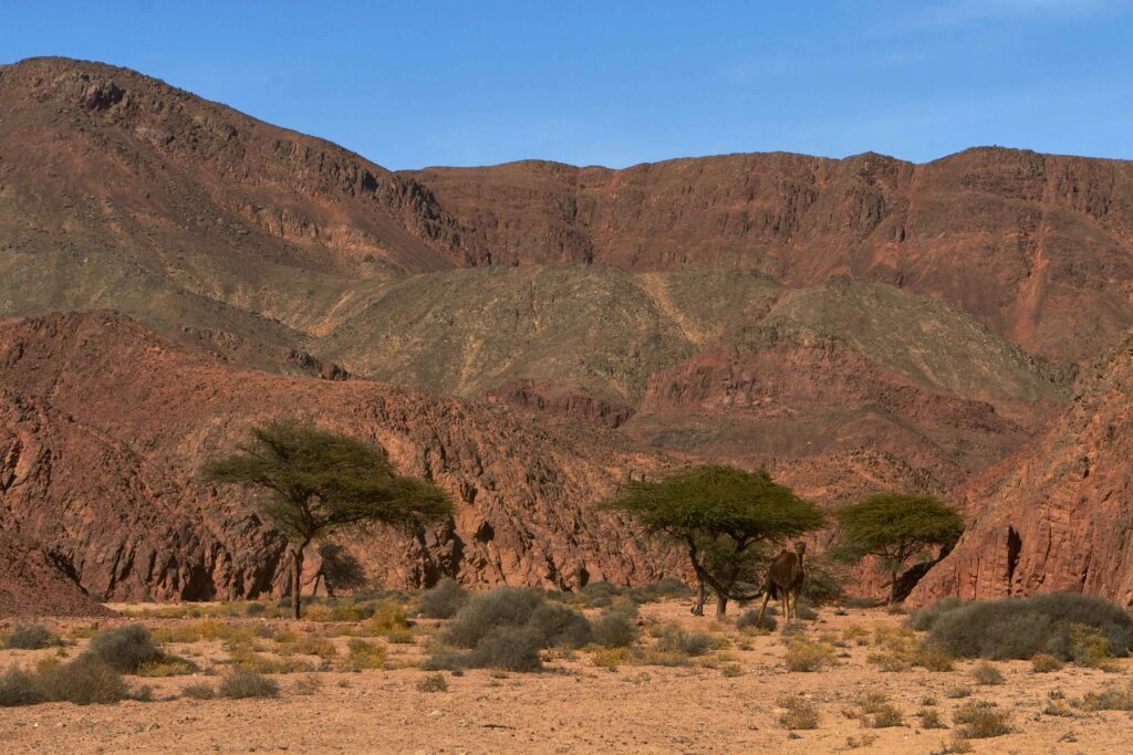 Wadi-Breyka-Atshan_MG_2772-1024x683