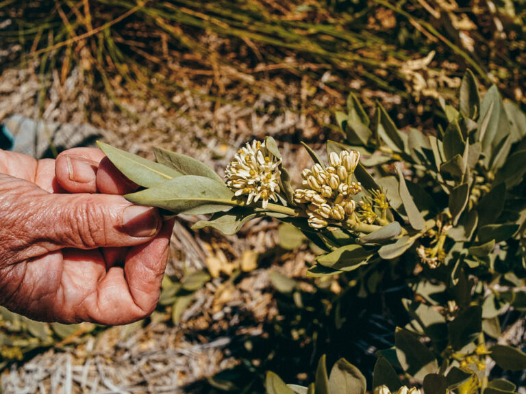 A closeup from the garden
