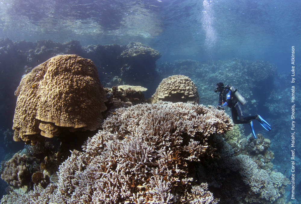 Hamata. Fury Shoals. Coral by Luke Atkinson