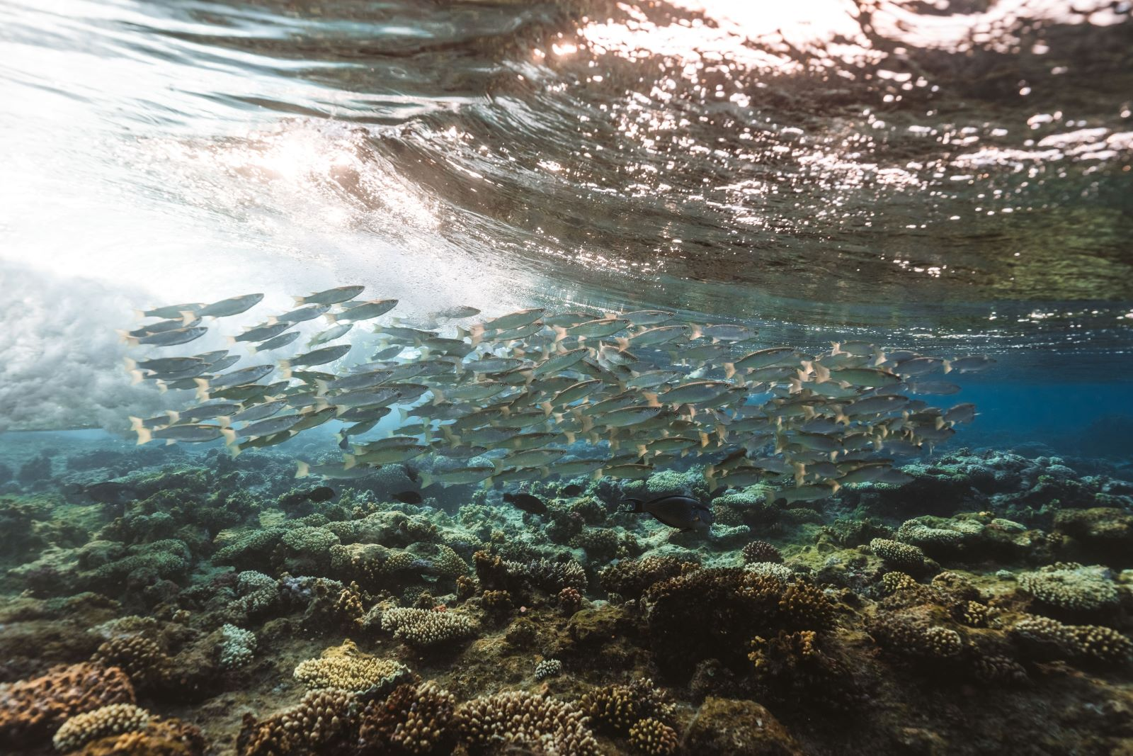 RED SEA PROJECT ECOTOURISM - PADI Education Center - Red Sea - Egypt - Marsa Alam - PADI - Marine Conservation - Snorkeling - Wadi Sabarah Lodge (4)